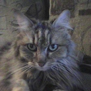 Meet your Posher, Polly